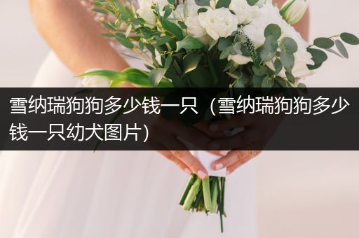 雪納瑞狗狗多少錢一只（雪納瑞狗狗多少錢一只幼犬圖片）