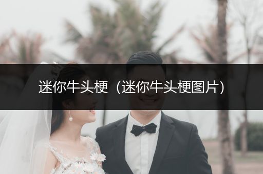 迷你牛頭梗（迷你牛頭梗圖片）