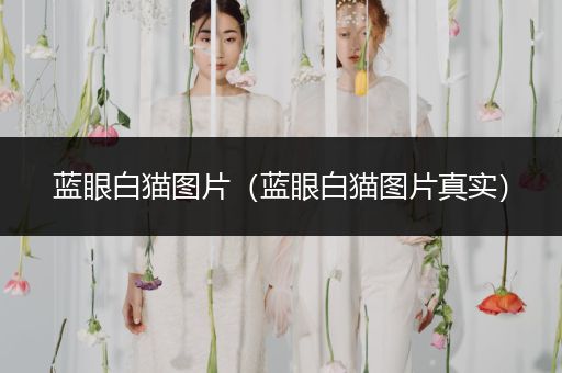 藍(lán)眼白貓圖片（藍(lán)眼白貓圖片真實）