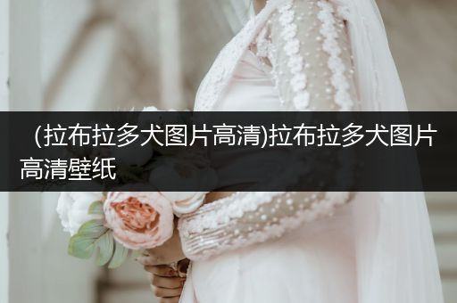 （拉布拉多犬圖片高清)拉布拉多犬圖片高清壁紙