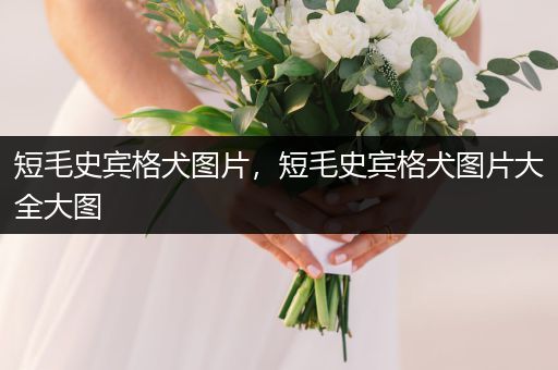 短毛史賓格犬圖片，短毛史賓格犬圖片大全大圖