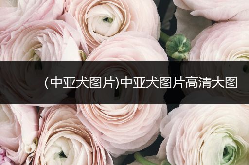 （中亞犬圖片)中亞犬圖片高清大圖