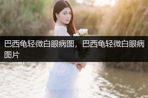 巴西龜輕微白眼病圖，巴西龜輕微白眼病圖片