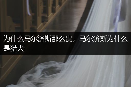 為什么馬爾濟(jì)斯那么貴，馬爾濟(jì)斯為什么是獵犬