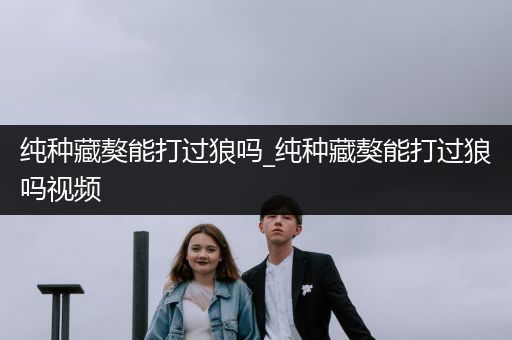 純種藏獒能打過狼嗎_純種藏獒能打過狼嗎視頻