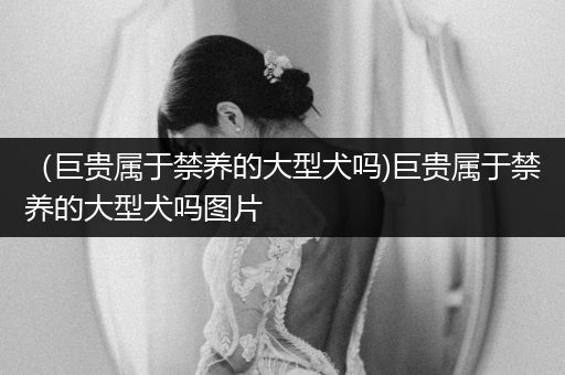 （巨貴屬于禁養(yǎng)的大型犬嗎)巨貴屬于禁養(yǎng)的大型犬嗎圖片