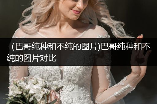 （巴哥純種和不純的圖片)巴哥純種和不純的圖片對比