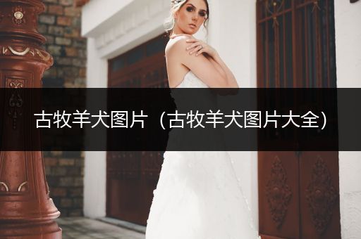 古牧羊犬圖片（古牧羊犬圖片大全）