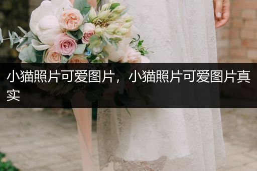 小貓照片可愛圖片，小貓照片可愛圖片真實(shí)