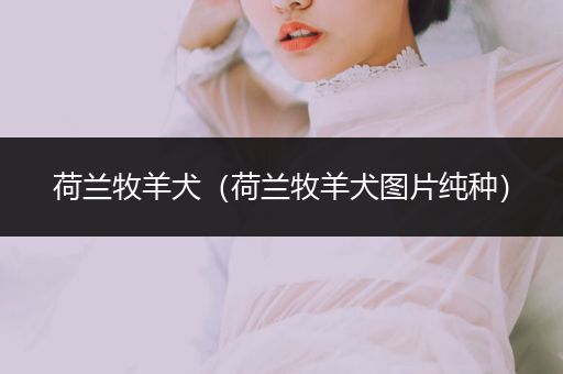 荷蘭牧羊犬（荷蘭牧羊犬圖片純種）