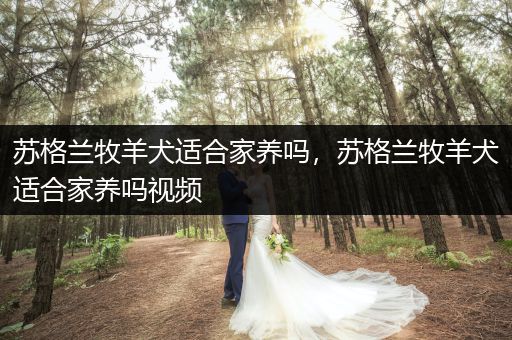 蘇格蘭牧羊犬適合家養(yǎng)嗎，蘇格蘭牧羊犬適合家養(yǎng)嗎視頻