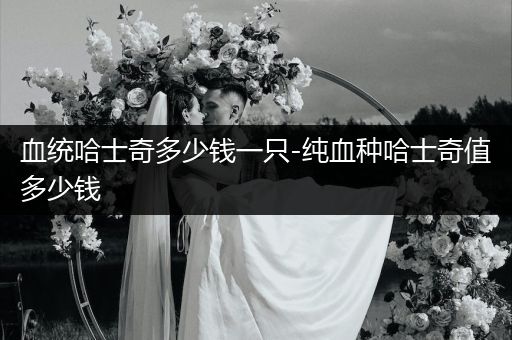 血統(tǒng)哈士奇多少錢一只-純血種哈士奇值多少錢