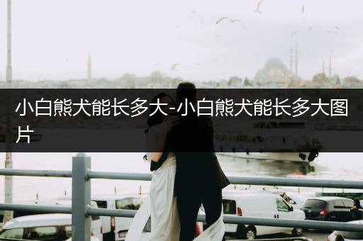 小白熊犬能長多大-小白熊犬能長多大圖片