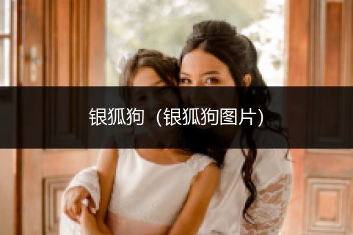 銀狐狗（銀狐狗圖片）