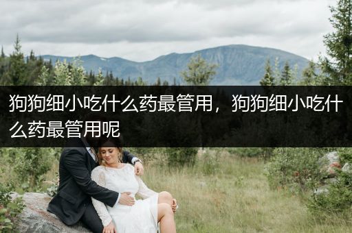 狗狗細(xì)小吃什么藥最管用，狗狗細(xì)小吃什么藥最管用呢