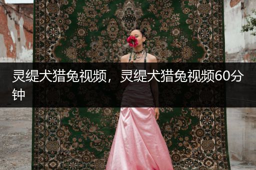 靈緹犬獵兔視頻，靈緹犬獵兔視頻60分鐘