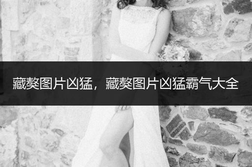 藏獒圖片兇猛，藏獒圖片兇猛霸氣大全