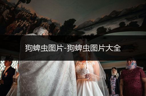 狗蜱蟲(chóng)圖片-狗蜱蟲(chóng)圖片大全