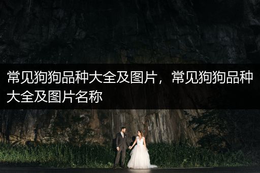 常見狗狗品種大全及圖片，常見狗狗品種大全及圖片名稱