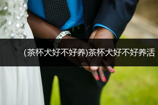 （茶杯犬好不好養(yǎng))茶杯犬好不好養(yǎng)活