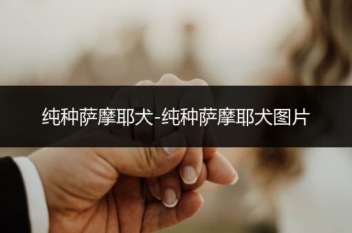 純種薩摩耶犬-純種薩摩耶犬圖片