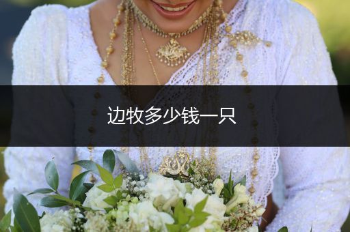 邊牧多少錢(qián)一只 