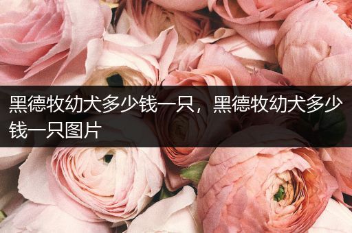 黑德牧幼犬多少錢(qián)一只，黑德牧幼犬多少錢(qián)一只圖片