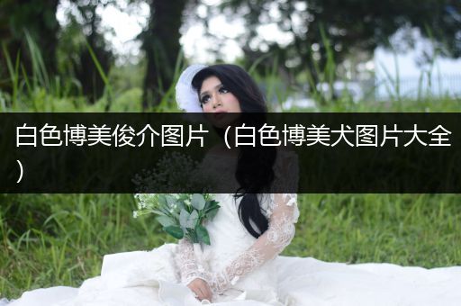 白色博美俊介圖片（白色博美犬圖片大全）