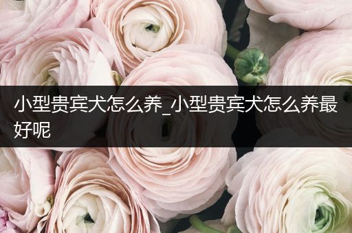 小型貴賓犬怎么養(yǎng)_小型貴賓犬怎么養(yǎng)最好呢