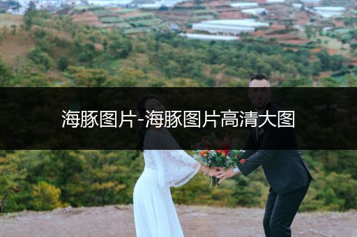 海豚圖片-海豚圖片高清大圖