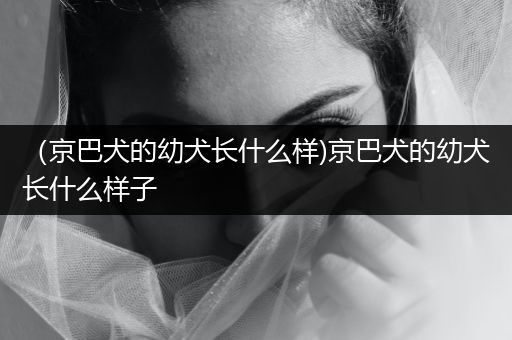 （京巴犬的幼犬長(zhǎng)什么樣)京巴犬的幼犬長(zhǎng)什么樣子