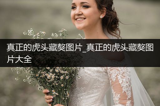 真正的虎頭藏獒圖片_真正的虎頭藏獒圖片大全