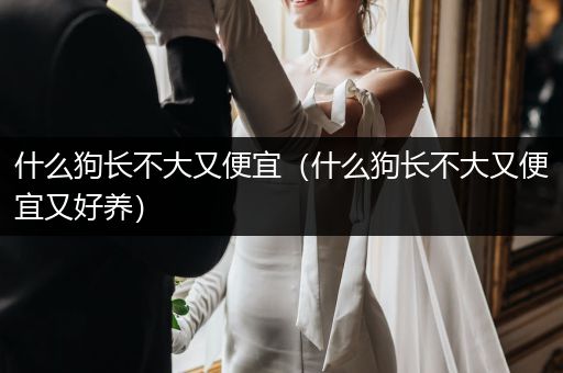 什么狗長(zhǎng)不大又便宜（什么狗長(zhǎng)不大又便宜又好養(yǎng)）