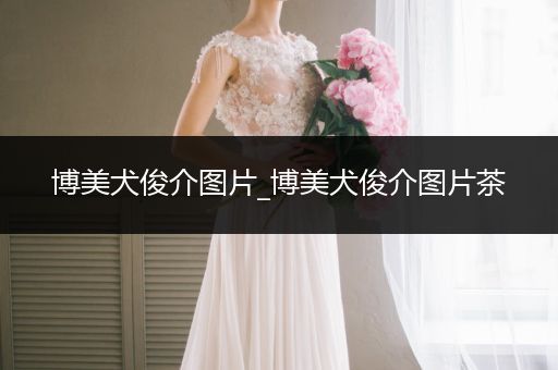 博美犬俊介圖片_博美犬俊介圖片茶