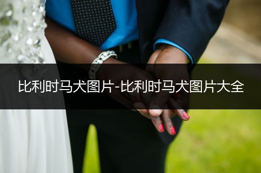 比利時(shí)馬犬圖片-比利時(shí)馬犬圖片大全