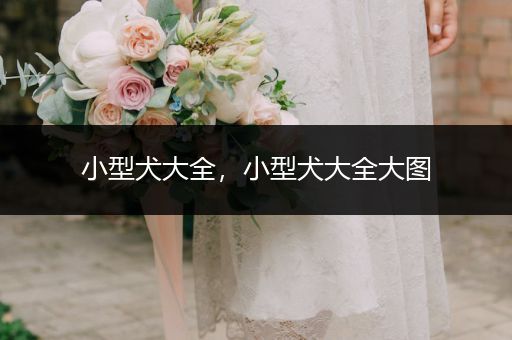 小型犬大全，小型犬大全大圖