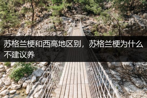 蘇格蘭梗和西高地區(qū)別，蘇格蘭梗為什么不建議養(yǎng)