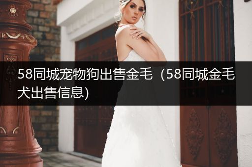 58同城寵物狗出售金毛（58同城金毛犬出售信息）