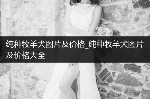 純種牧羊犬圖片及價(jià)格_純種牧羊犬圖片及價(jià)格大全