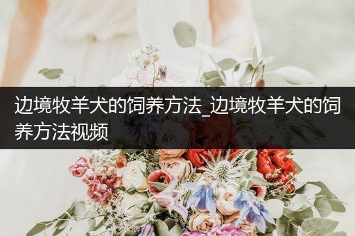 邊境牧羊犬的飼養(yǎng)方法_邊境牧羊犬的飼養(yǎng)方法視頻