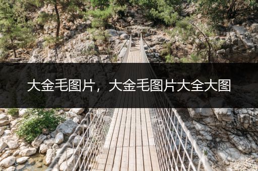 大金毛圖片，大金毛圖片大全大圖