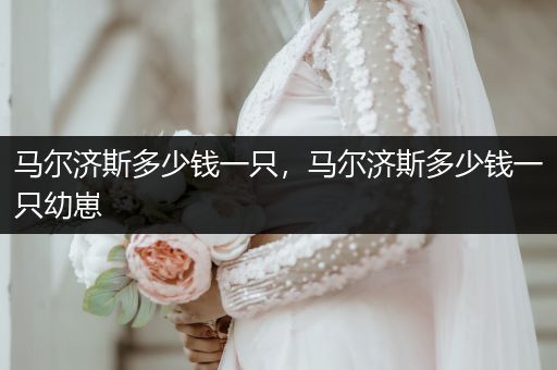 馬爾濟斯多少錢一只，馬爾濟斯多少錢一只幼崽