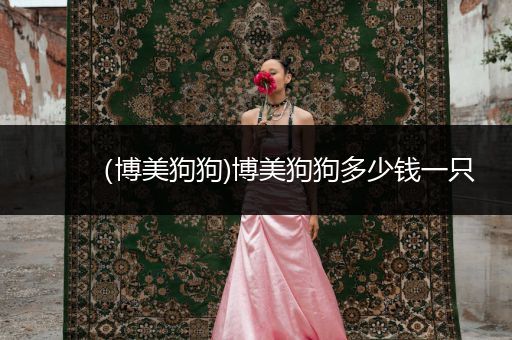 （博美狗狗)博美狗狗多少錢一只