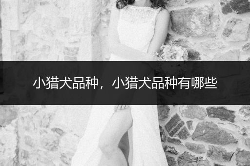 小獵犬品種，小獵犬品種有哪些