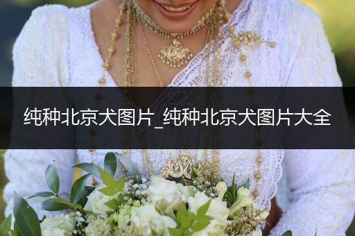 純種北京犬圖片_純種北京犬圖片大全