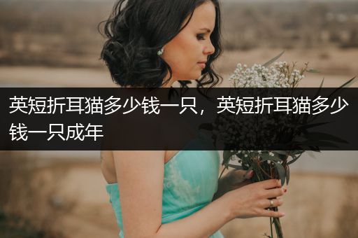 英短折耳貓多少錢一只，英短折耳貓多少錢一只成年
