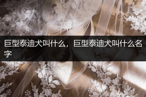 巨型泰迪犬叫什么，巨型泰迪犬叫什么名字