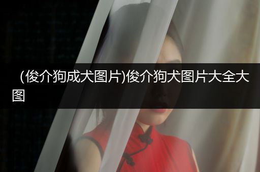 (俊介狗成犬圖片)俊介狗犬圖片大全大圖