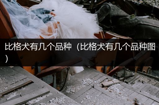 比格犬有幾個(gè)品種（比格犬有幾個(gè)品種圖）