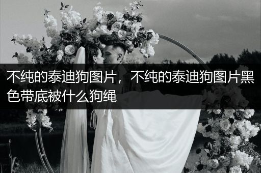 不純的泰迪狗圖片，不純的泰迪狗圖片黑色帶底被什么狗繩